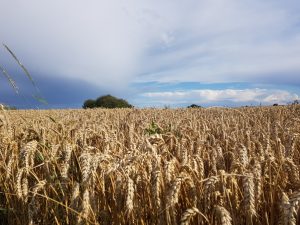 Weizenfeld und Gewitterhimmel