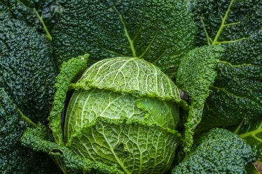 Gemüse Saison Januar, Wirsing