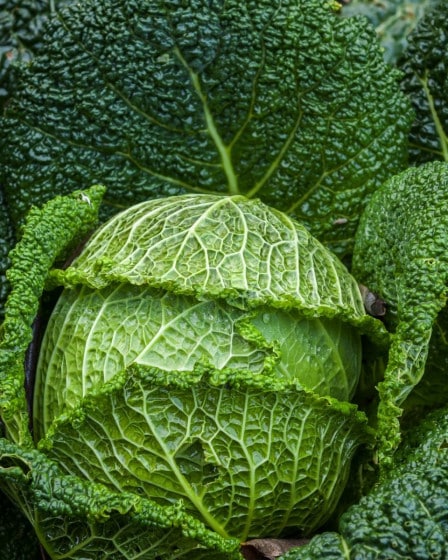 Gemüse Saison Januar, Wirsing