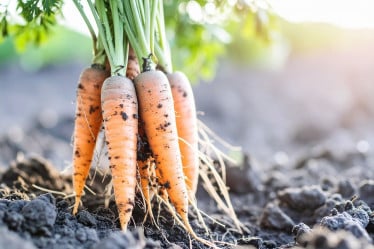 Gemüse Saison Februar, Möhren