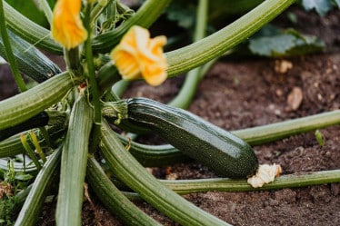 Gemüse Saison Juni, Zucchini.