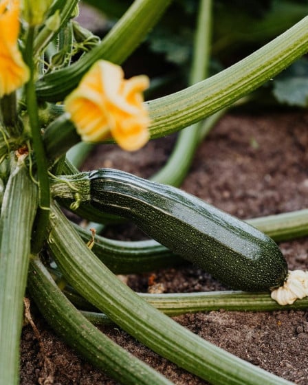 Gemüse Saison Juni, Zucchini.