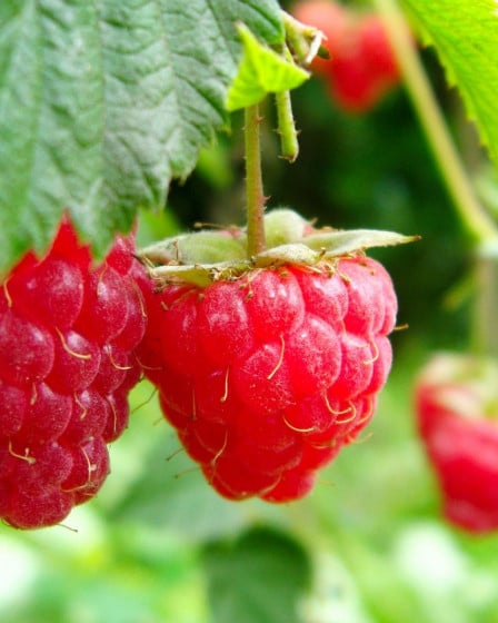 Gemüse_Saison_August, Himbeeren