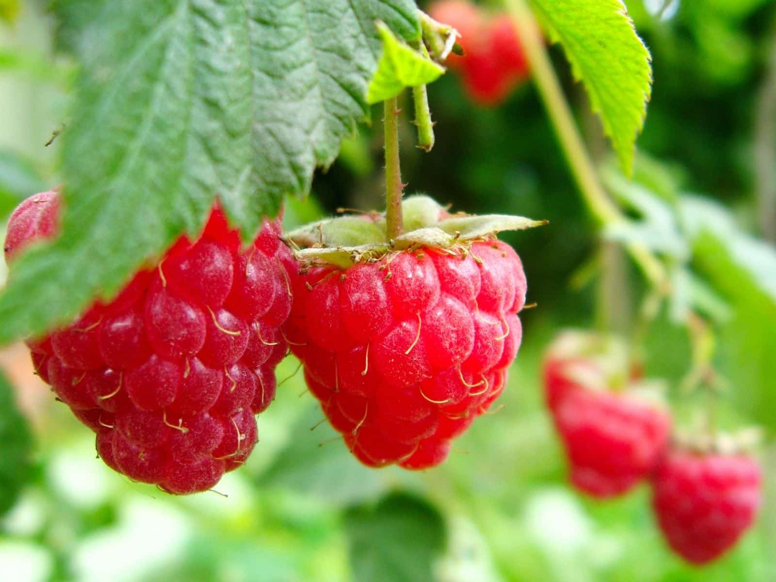 Gemüse_Saison_August, Himbeeren