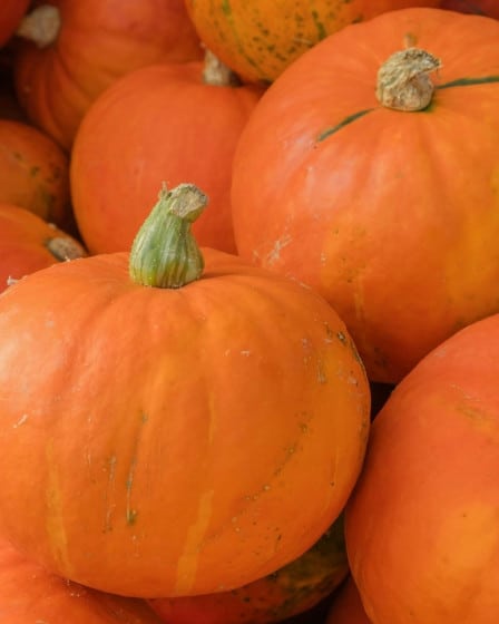 Gemüse Saison September, Kürbis