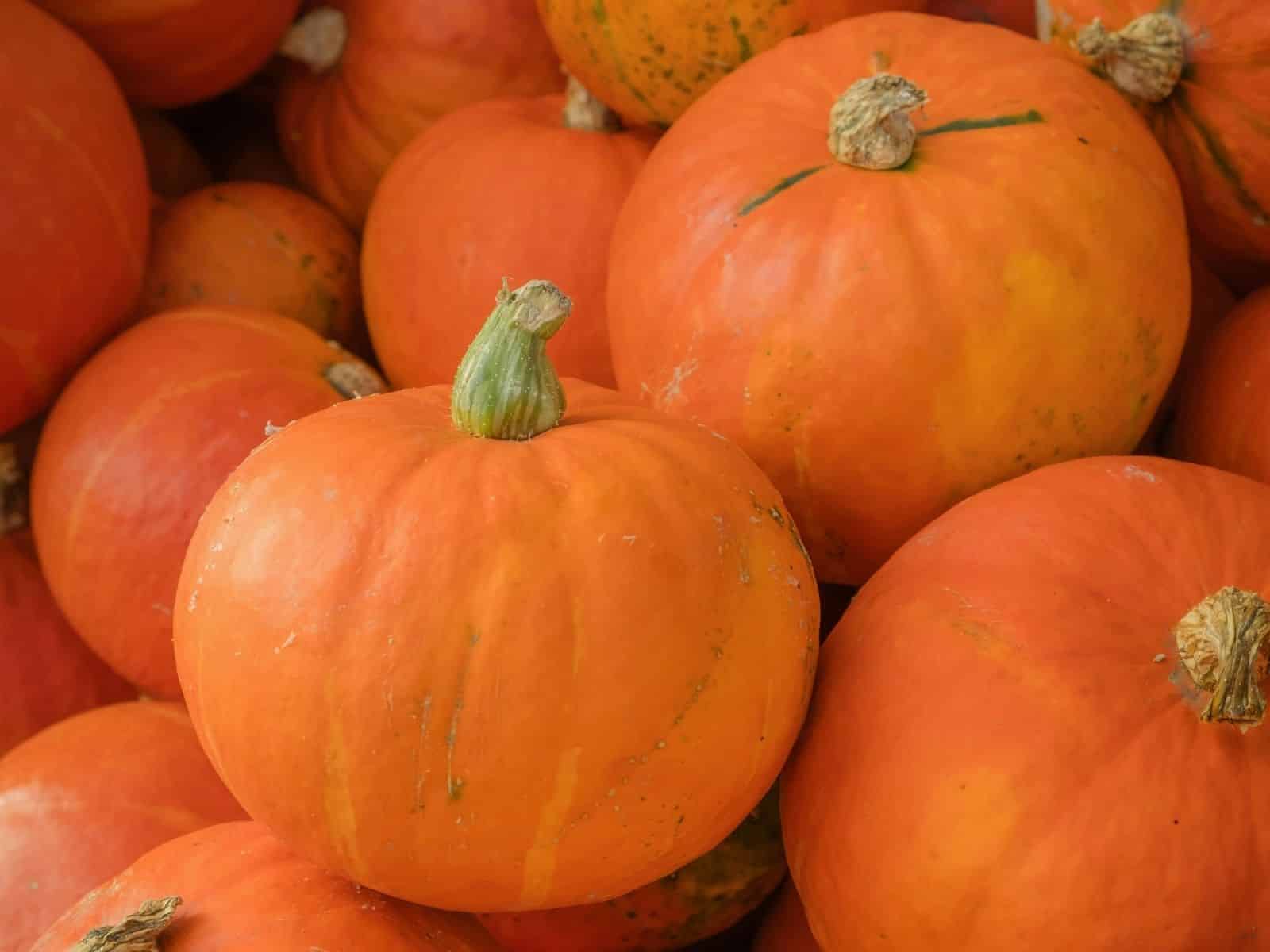 Gemüse Saison September, Kürbis