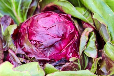 Gemüse Saison Oktober, Rotkohl