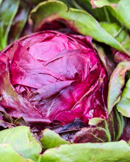 Gemüse Saison Oktober, Rotkohl