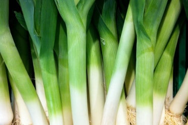 Gemüse Saison Dezember, Lauch