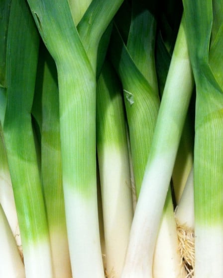 Gemüse Saison Dezember, Lauch