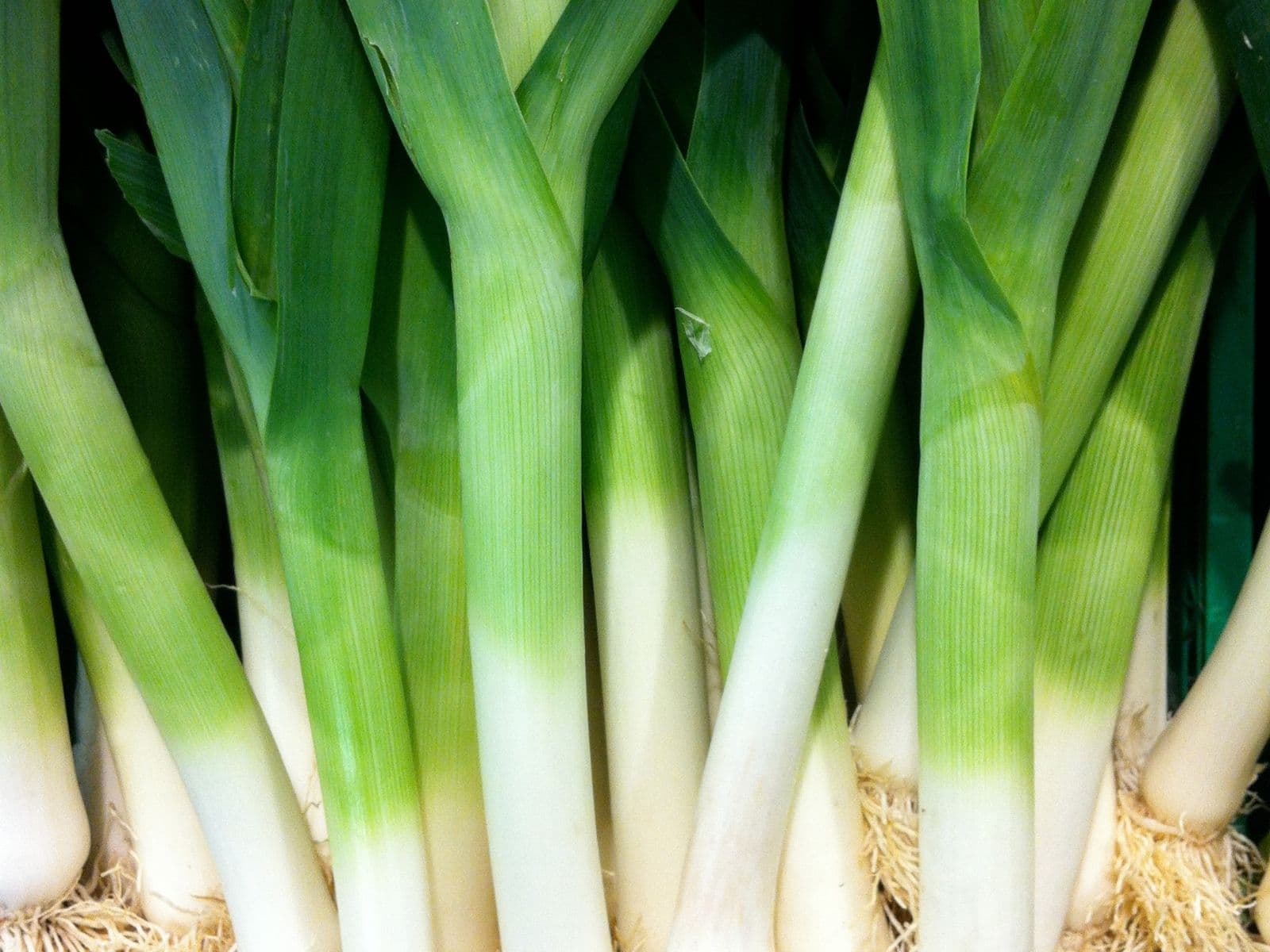 Gemüse Saison Dezember, Lauch