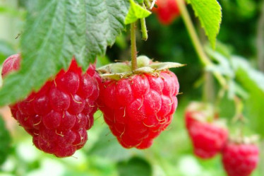 Saisonkalender August, Himbeeren