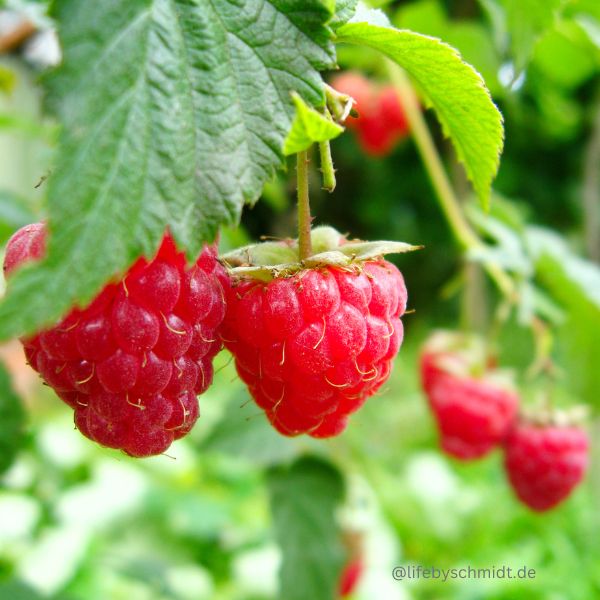 Saisonkalender August, Himbeeren