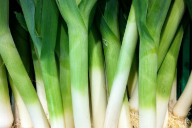 Saisonkalender Dezember, Lauch