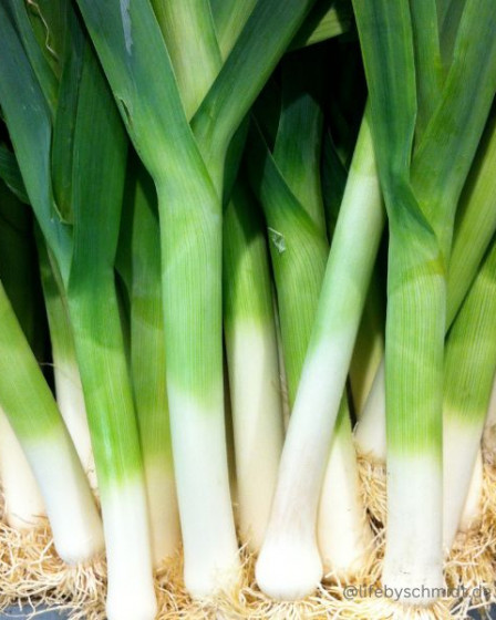 Saisonkalender Dezember, Lauch