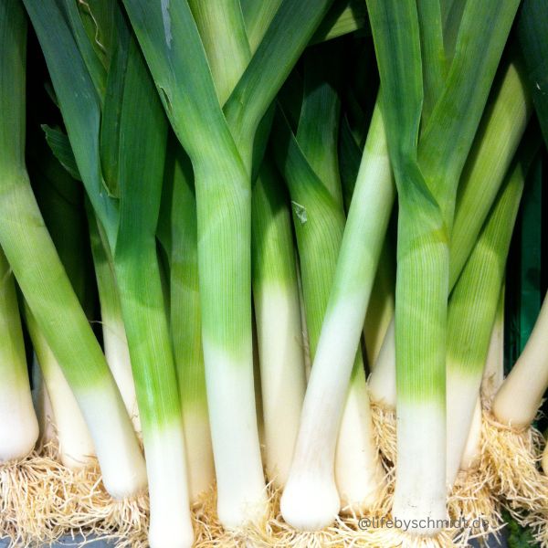 Saisonkalender Dezember, Lauch