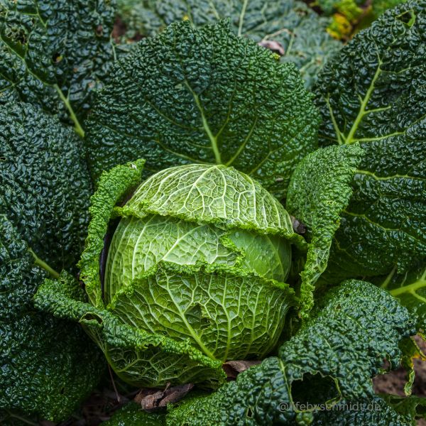 Saisonkalender Februar Wirsing