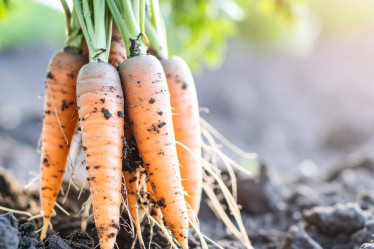 Saisonkalender Januar Möhren