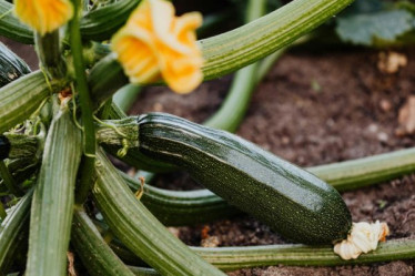 Saisonkalender Juni, Zucchini