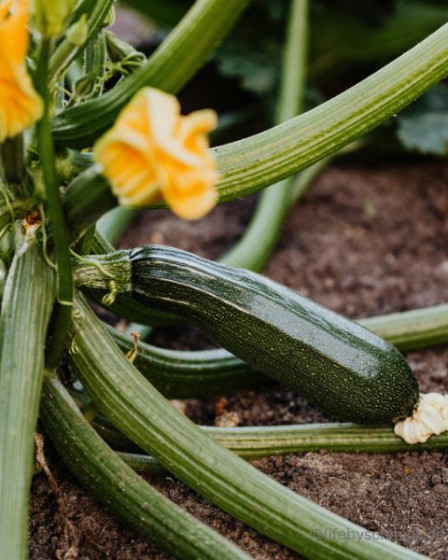 Saisonkalender Juni, Zucchini