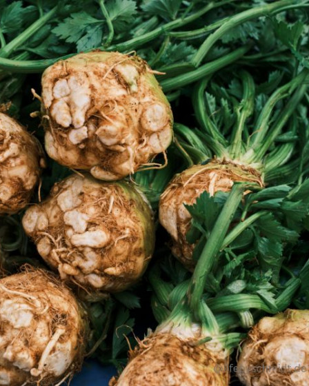 Saisonkalender Maerz Sellerie