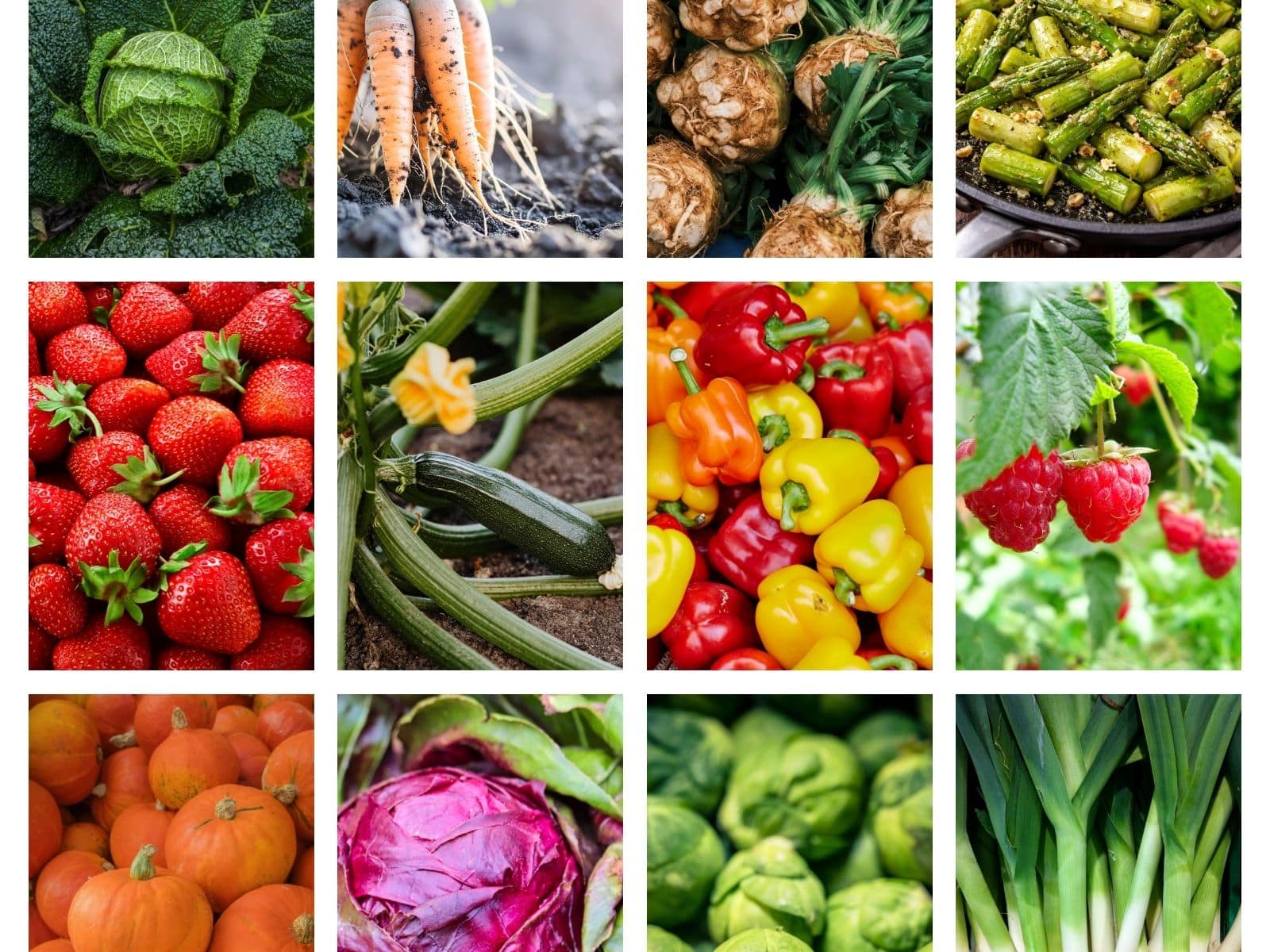 Saisonkalender: Obst, Gemüse, Salate nach Monaten