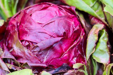 Saisonkalender Oktober, Rotkohl