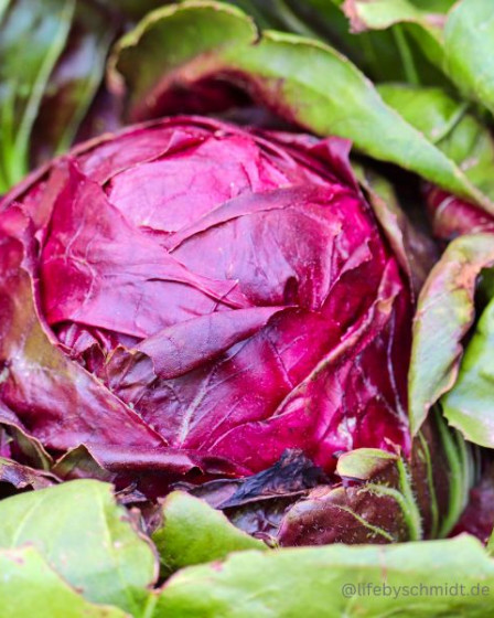 Saisonkalender Oktober, Rotkohl