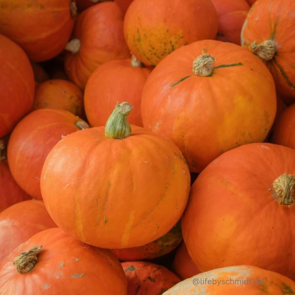 Saisonkalender September, Kürbis